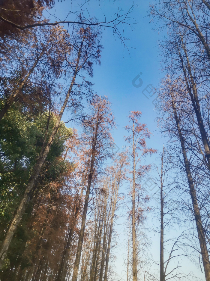 秋天植物树叶树枝摄影图图片-包图网企业站