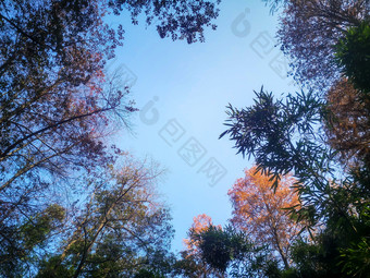 秋天植物树叶树枝摄影图