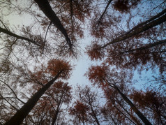 杉树林摄影图