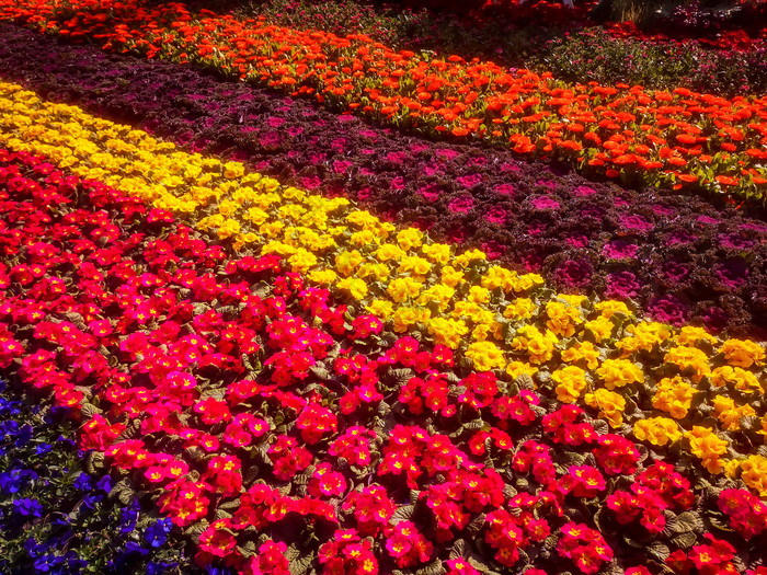 鲜花花朵摄影图