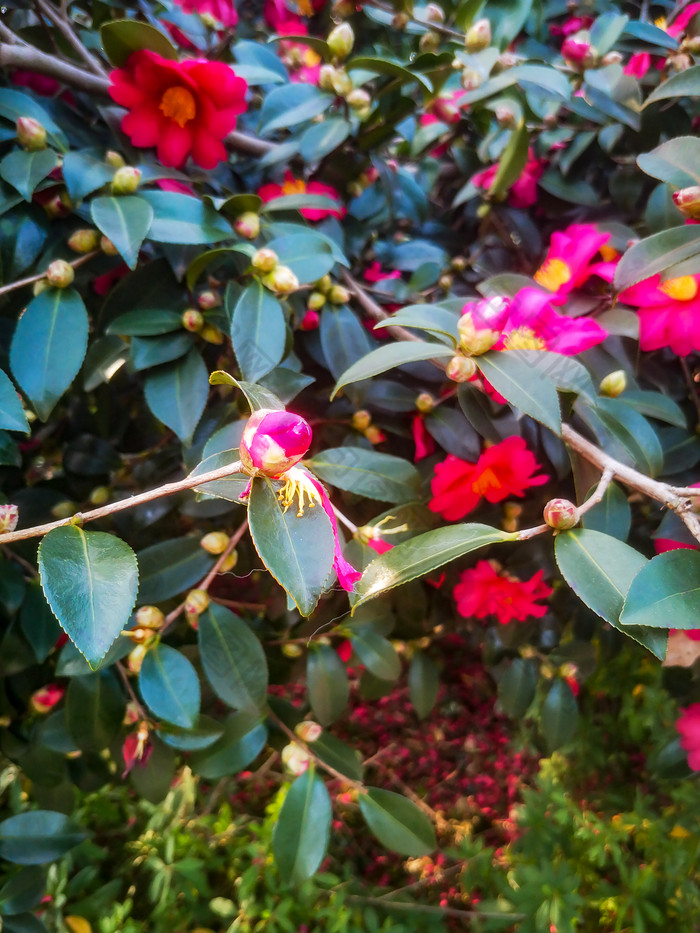 鲜花盛开山茶花摄影图