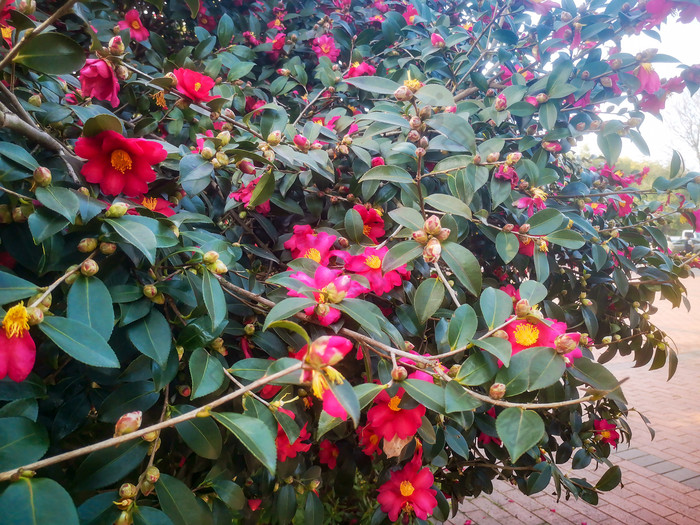 鲜花盛开山茶花摄影图