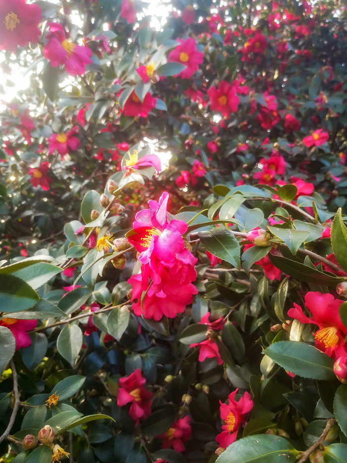 鲜花盛开山茶花摄影图