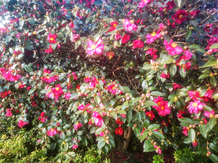 鲜花盛开山茶花摄影图