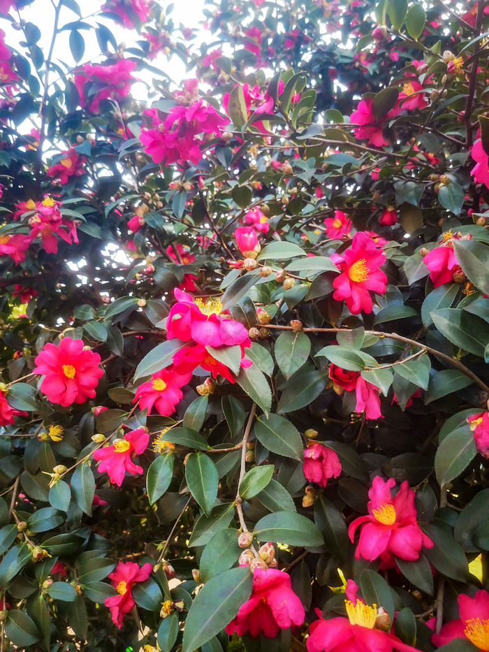 鲜花盛开山茶花摄影图