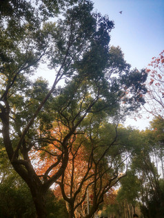 阳光树枝树叶植物摄影图