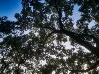 阳光树枝树叶植物摄影图