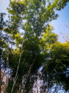 竹林竹叶植物摄影图