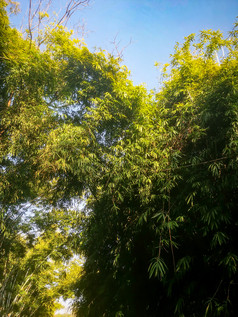 竹林竹叶植物摄影图