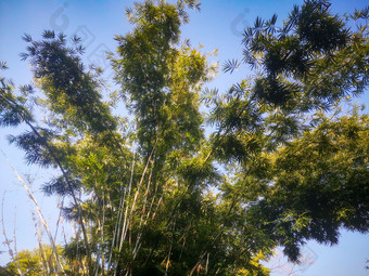 竹林<strong>竹叶</strong>植物摄影图