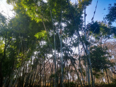 竹林竹叶植物摄影图