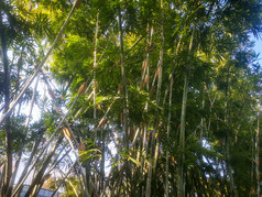 竹林竹叶植物摄影图