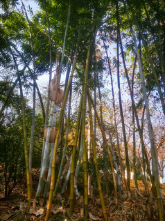 竹叶竹林植物摄影图