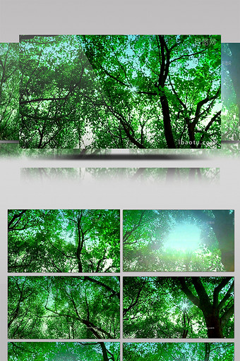 森林森林大自然 原始森林图片