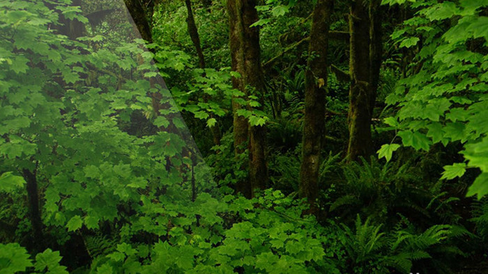 原始森林  大自然 植物生长