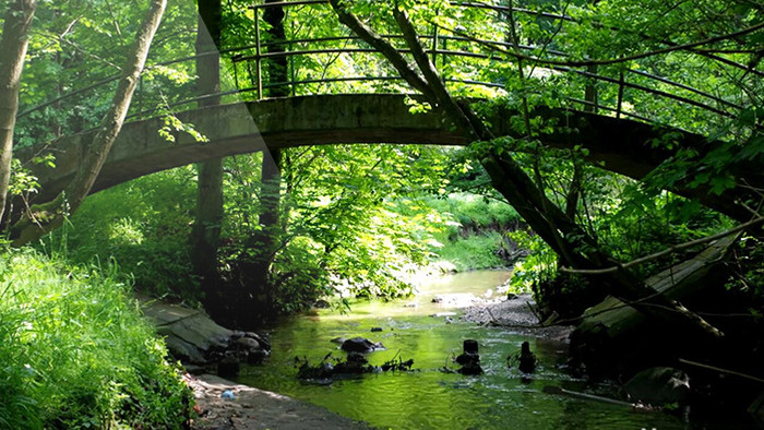 分支 小桥流水高清视频实拍 热带雨林