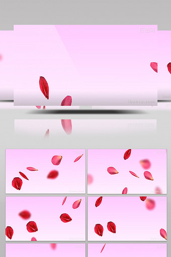 高清玫瑰花瓣掉落背景视频图片