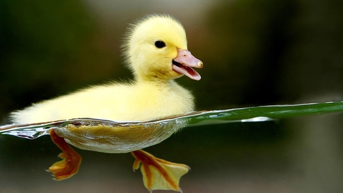 小鸭子和小白兔图片-小鸭子和小白兔素材