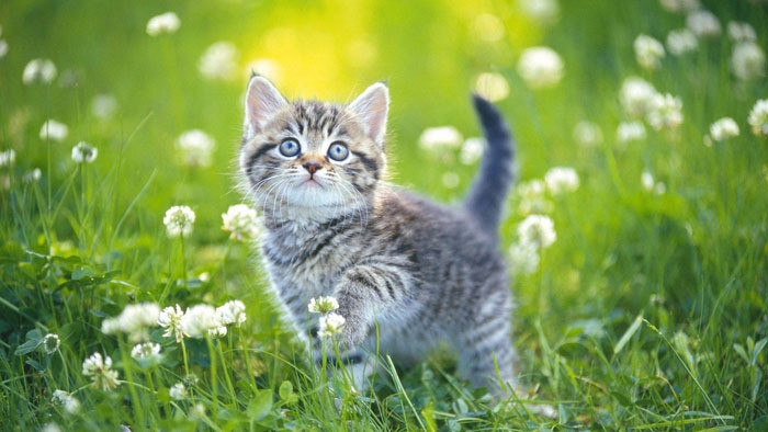 灵机一动灵光综艺音效选秀语言音效UI交互