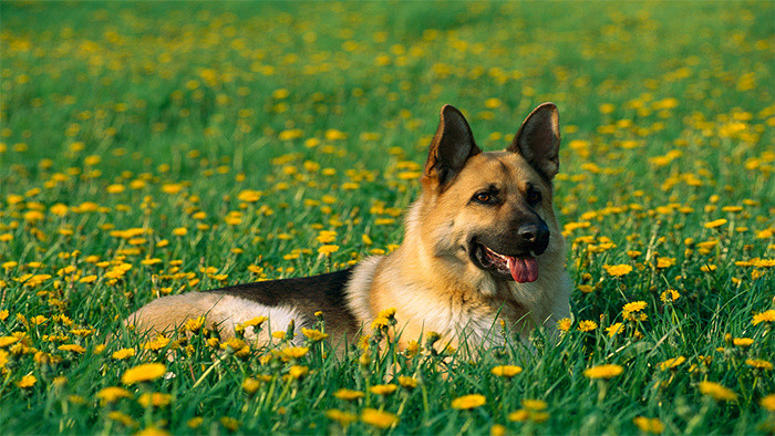 德国牧羊犬叫声音效