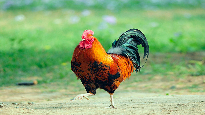 农村公鸡打鸣音效