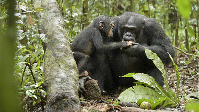 大自然黑猩猩叫声音效