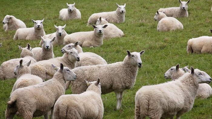 一群羊的叫声音效