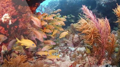 海底世界图片_海底世界模板下载_海底世界设