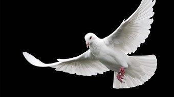 【动物声音】图片_动物声音素材下载