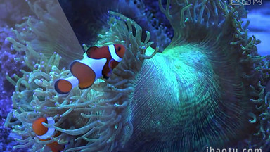 海底世界海底海洋生物视频素材