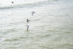 海边大海海浪沙滩海鸥