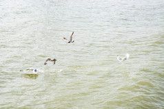 海边大海海浪沙滩海鸥