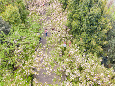 樱花林樱花小道航拍