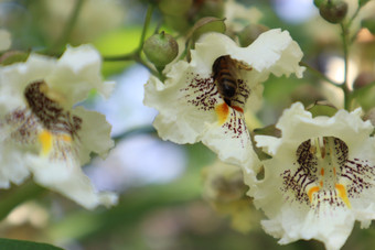 盛开的梓树花朵摄影