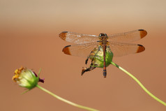 落在花朵上的蜻蜓摄影