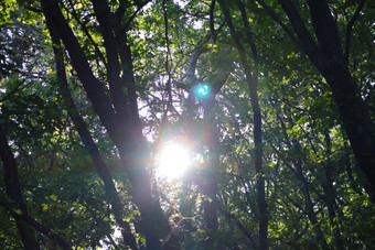 阳光照耀中的森林摄影