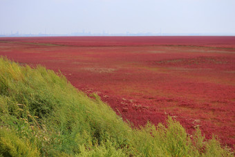 红绿交错的盐地碱蓬植物摄影