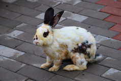 黑白斑点雷克斯兔摄影图
