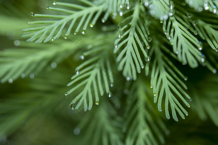 水滴滴落在植物狐尾藻上的特写镜头