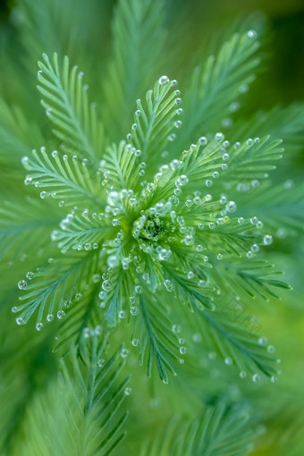 水滴滴落在植物狐尾藻上的特写镜头