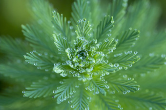 水滴滴落在植物狐尾藻上的特写镜头