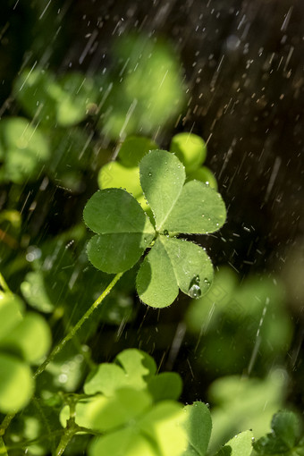 阳光下雨水下的四叶草