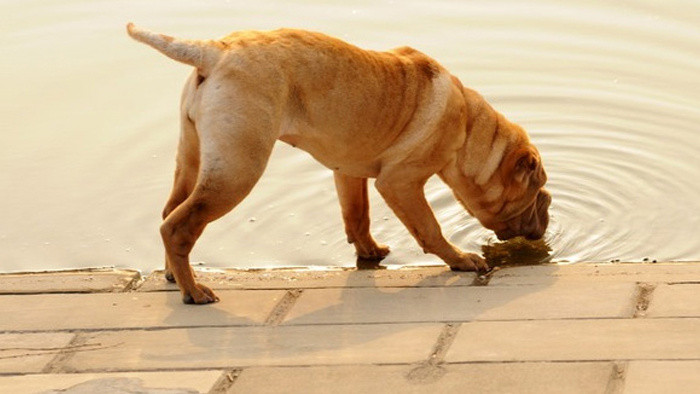 狗喝水的声音音效