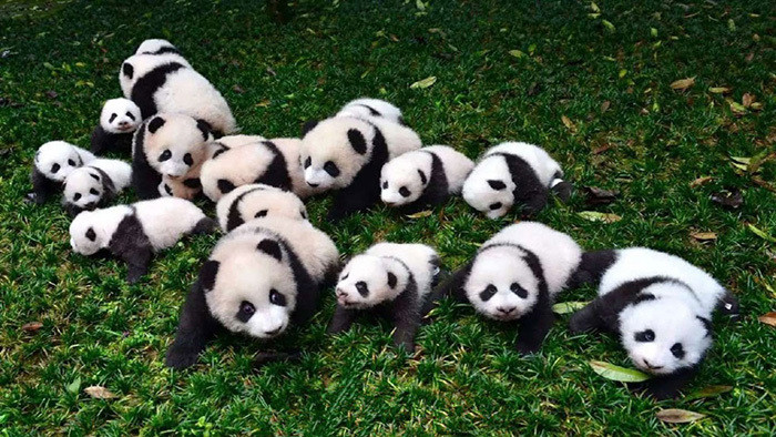 熊猫宝宝嘤嘤叫声音效