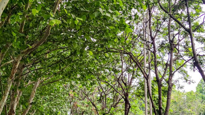 风吹树枝树叶植物实拍图片-包图网企业站