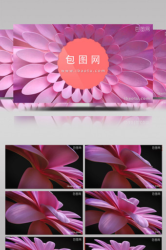 花朵绽放粉色LOGO展示AE模板图片