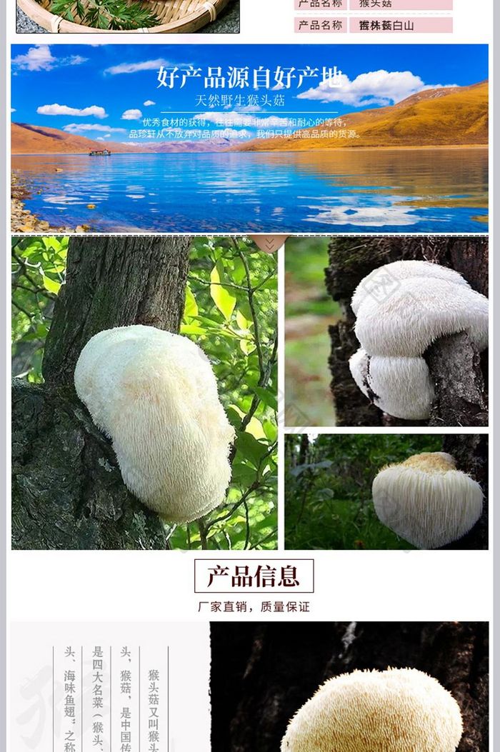 淘宝天猫食品菌类干货猴头菇蘑菇详情页模版