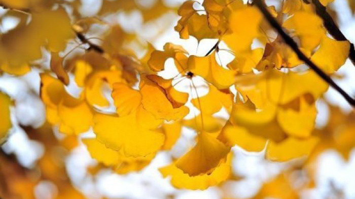 平静美好舒缓的背景音乐