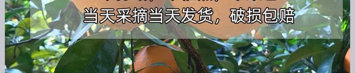 橙子淘宝天猫详情页
