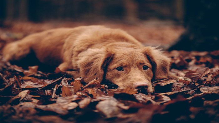 狗叫犬吠宠物大狗看见生人